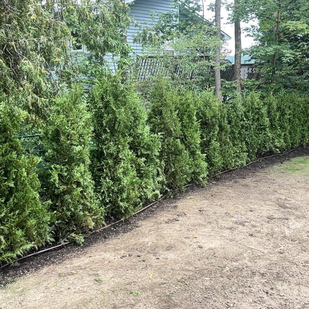 Black Cedars
