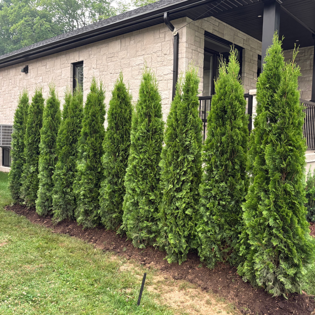 Emerald Cedars