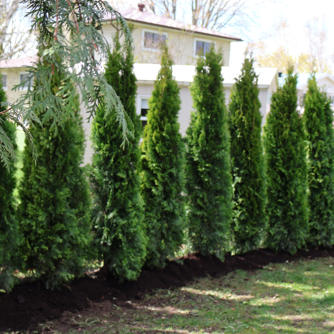Emerald Cedars