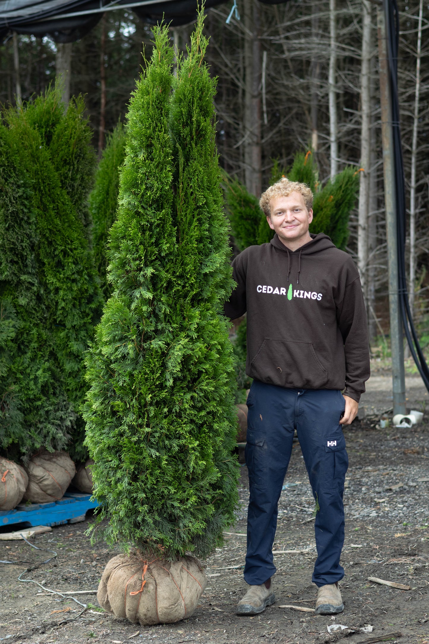 Emerald Cedars