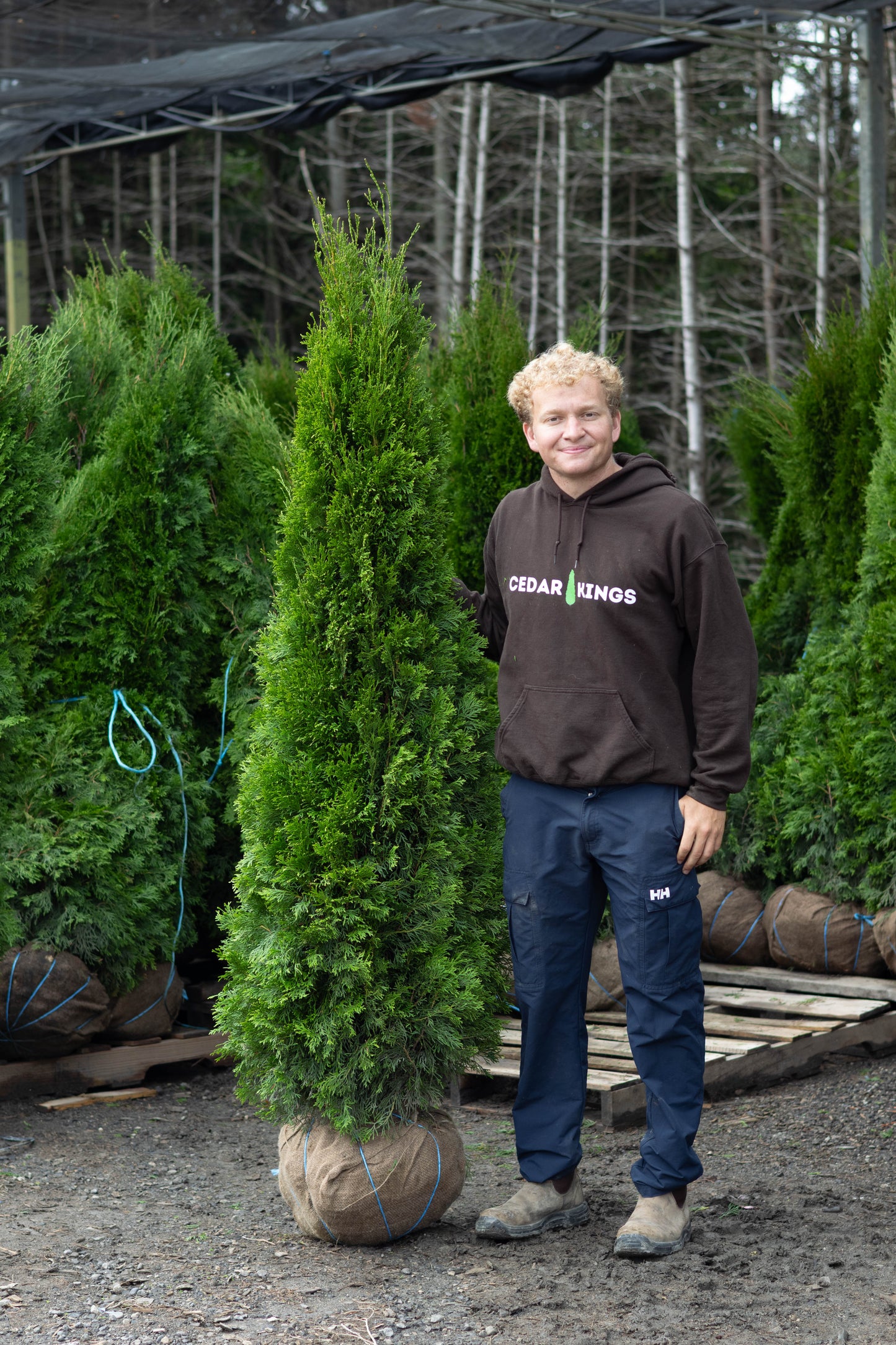 Emerald Cedars