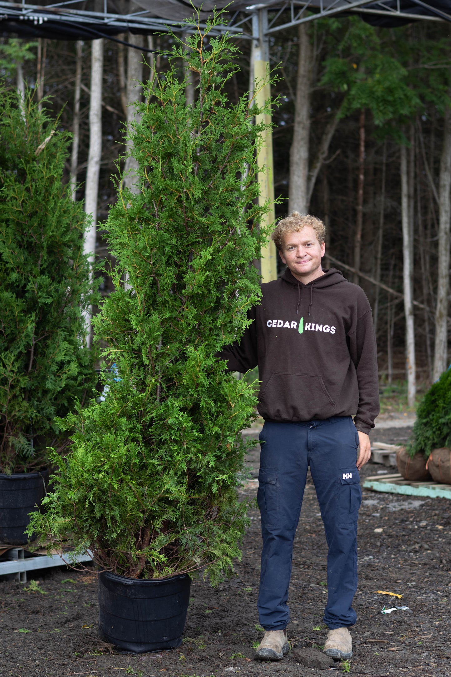 Black Cedars