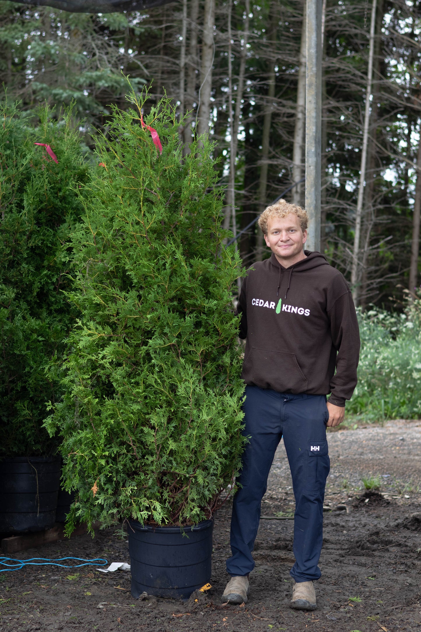 Black Cedars