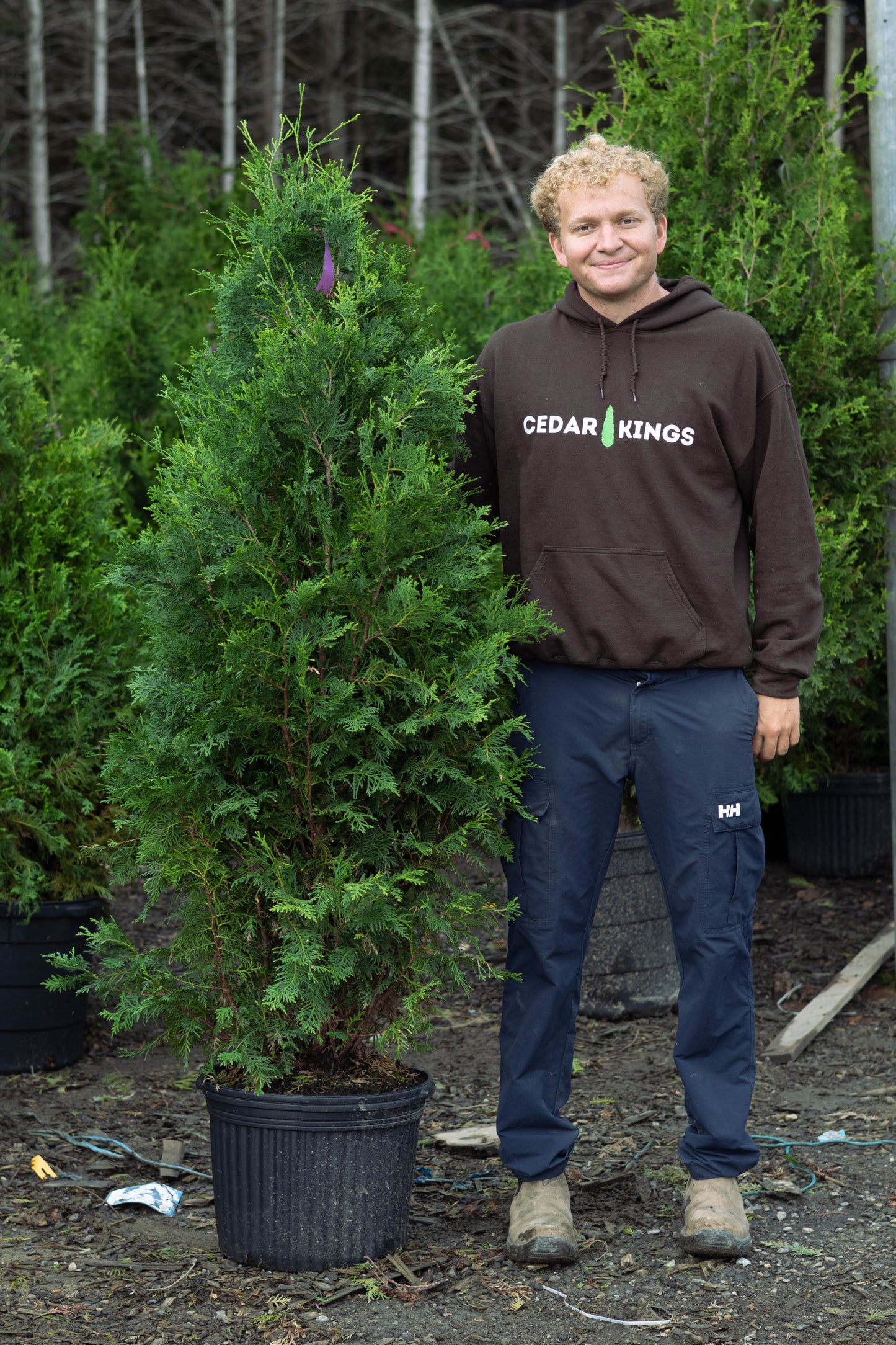 Black Cedars