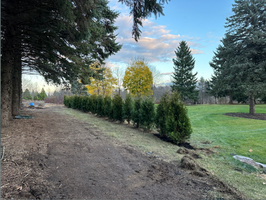 Black Cedars