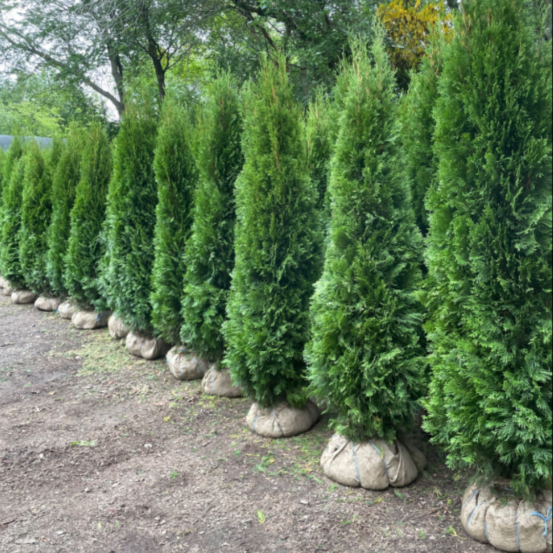 Emerald Cedars