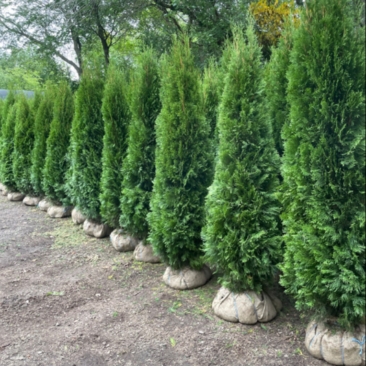 Emerald Cedars