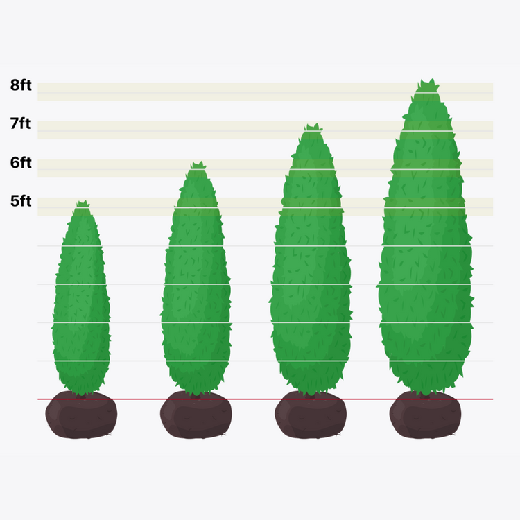 Emerald Green Arborvitae CedarKings